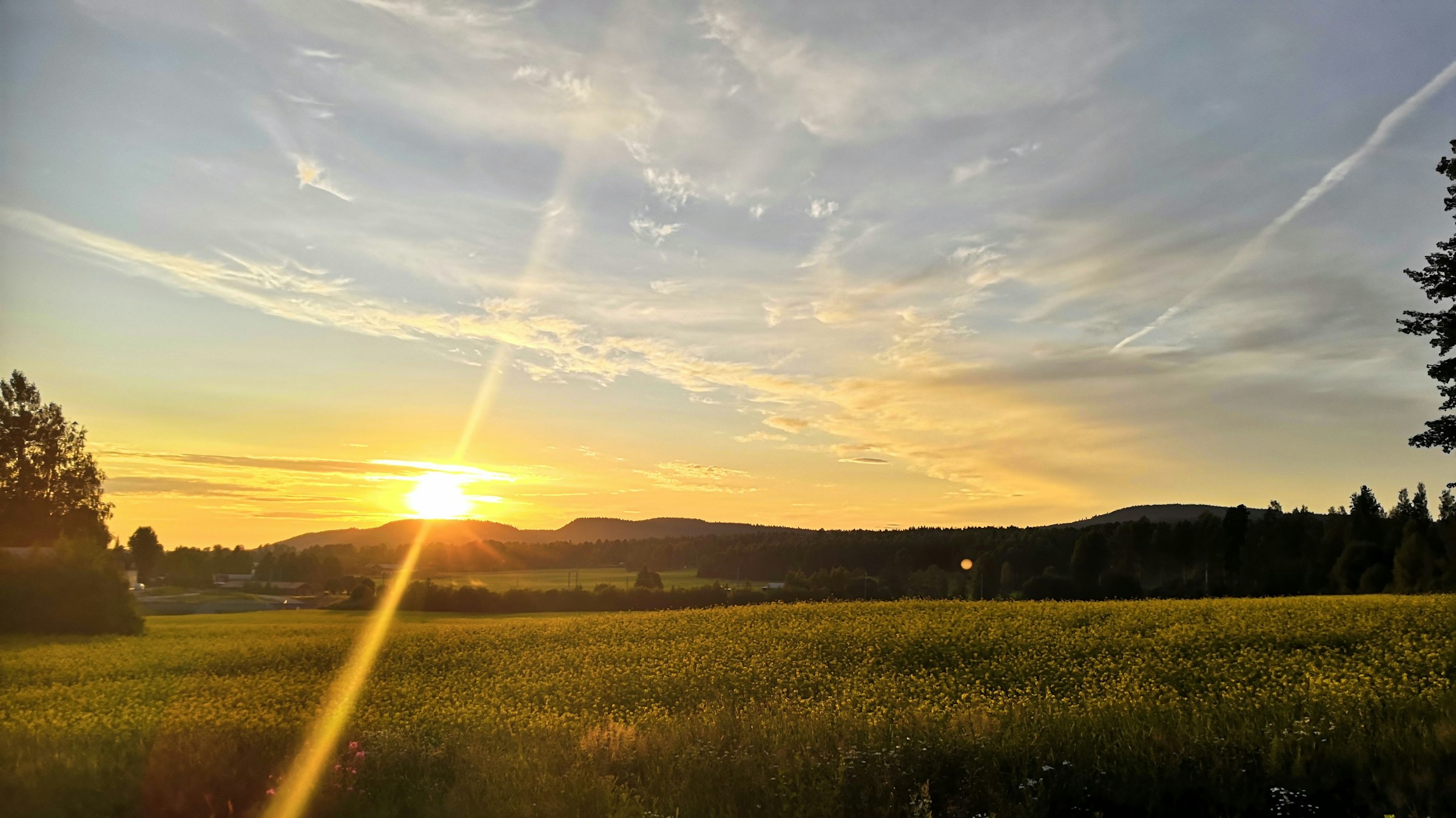 Sommarkväll med solnedgång över rapsfält och skogklädda kullar i Hälsingland